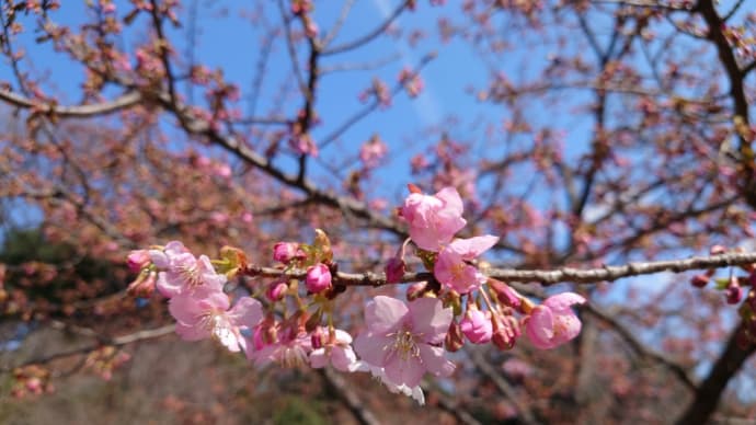 3月になりました。春です。