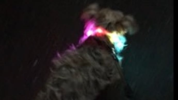 散歩ルーティン