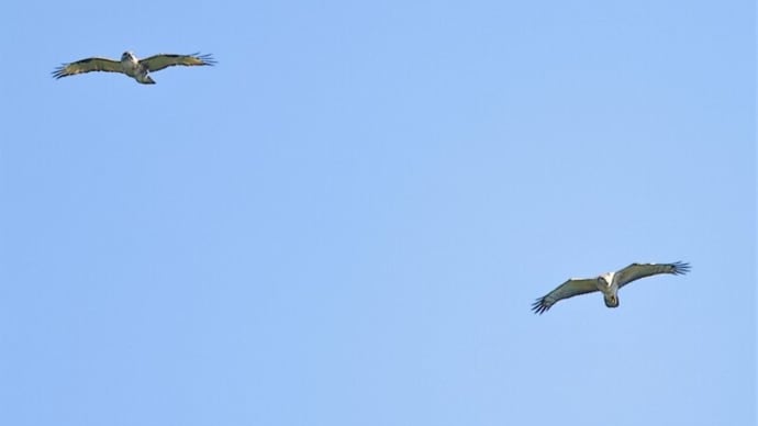 タカの渡り 2021年秋期