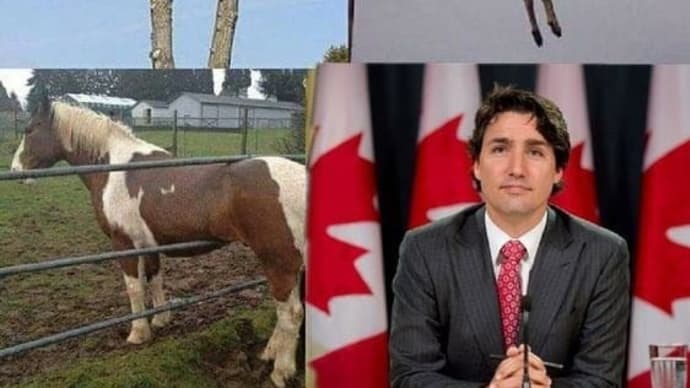 Why The Fuck Or How The Fuck Did Turdeau Get To Run And Ruin Canada For So Long?  😀😃😄😁😆😅😂🤣😈🤡💩👎🖕🇨🇦