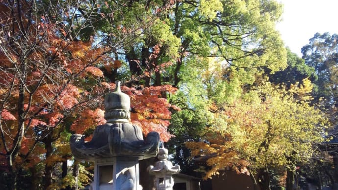 巨木探訪・無量光寺のクスノキ