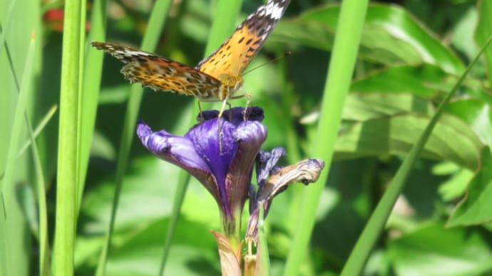 Indian Fritillary