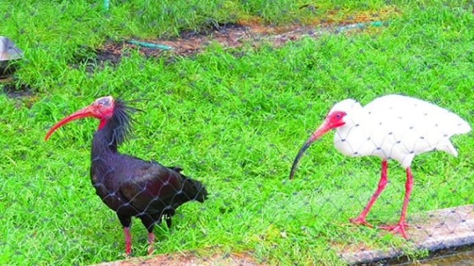 【動物園めぐり69】　頬赤鴇と白鴇