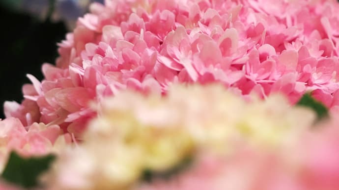 M 撮 影 63 - 紫 陽 花