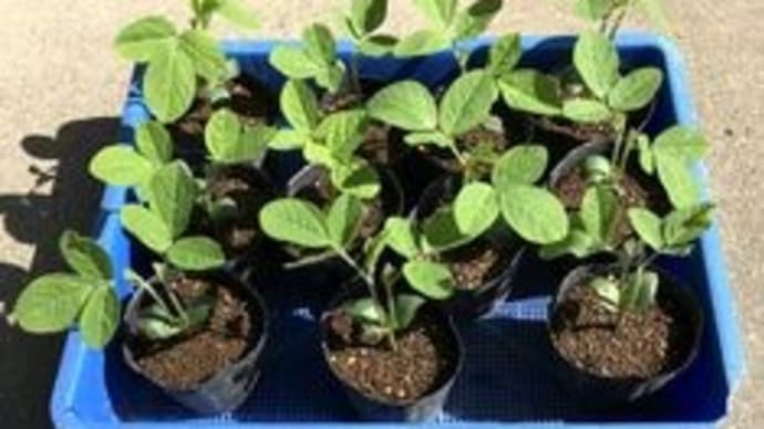 枝豆の摘芯断根栽培第2弾ー定植