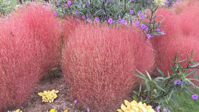 秋の花 故郷の香り
