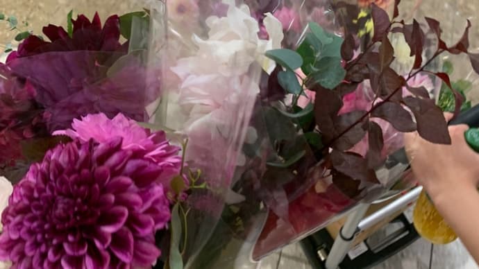 ✿DAHLIA MARCHE✿