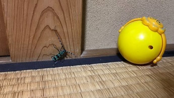 「サンゴジュハムシ」