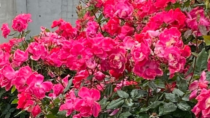 整ってきた、のか