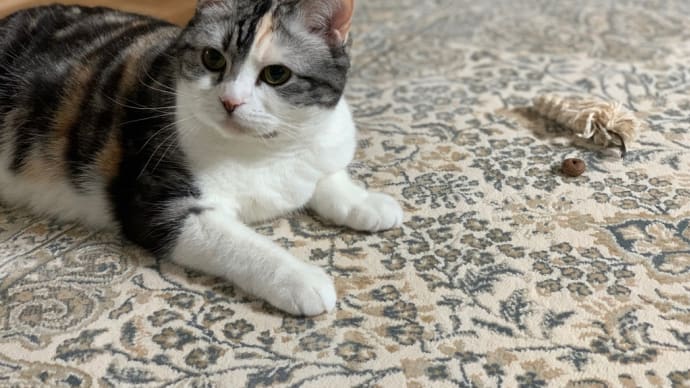 行き過ぎサマー