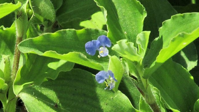 よく見る花など