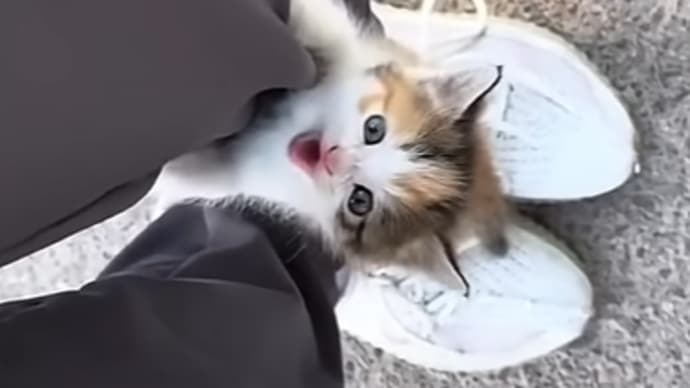 猫保護