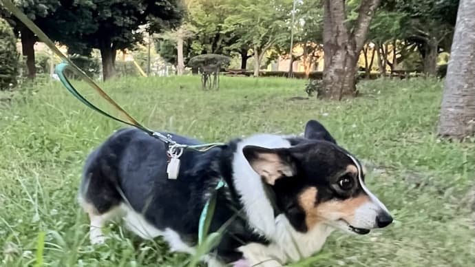 20230723の猫たちと時々犬