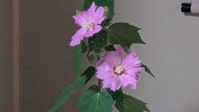2024.09.21のお稽古(小習)