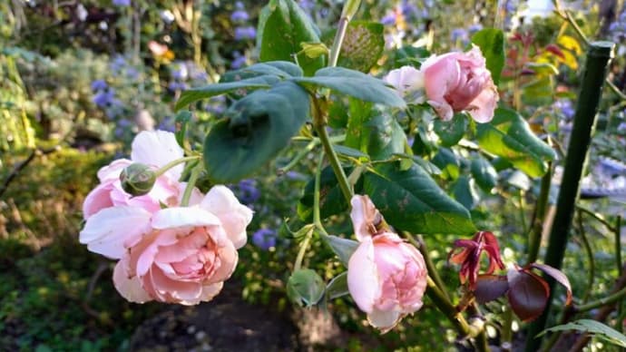 秋バラの開花までもう少し