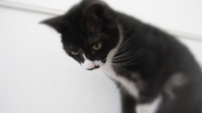 ねこ日記と主のつぶやき 主、現実を叩きつけられる・その後