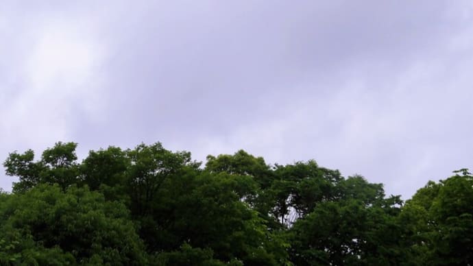 サボテンの花が、ひとつ咲いていました♪