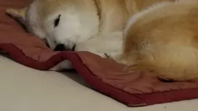 クリンへの想いは尽きなくて・・・39