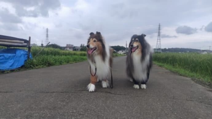 今日のお散歩は田んぼ道と谷戸山公園🙂