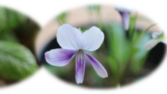 4 / 5 めぐり~我が家の山野草 第一弾