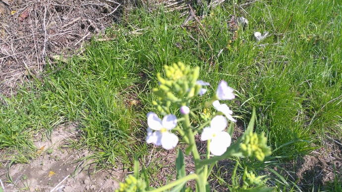 青首大根の花