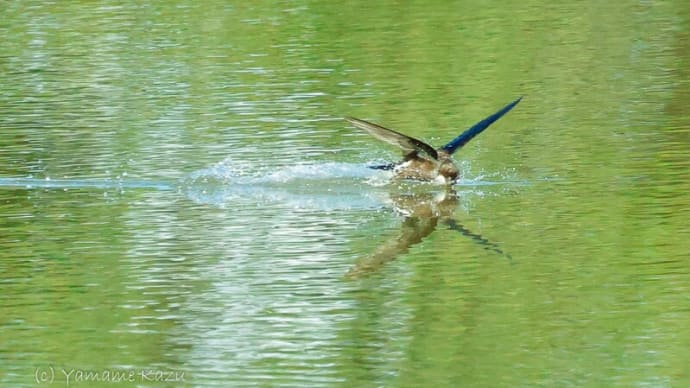 ハリオアマツバメ水飲み 連続2