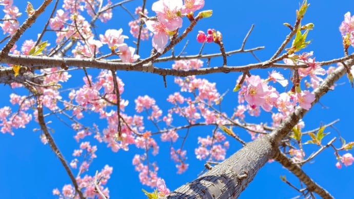 2021/02/19 《水元公園》　桜　と　お人形たち