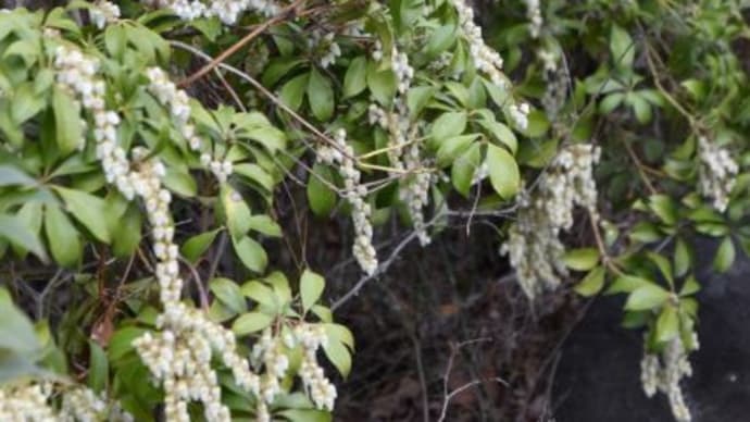 六本木ミッドタウン 檜町公園アセビの花が咲きだす 4