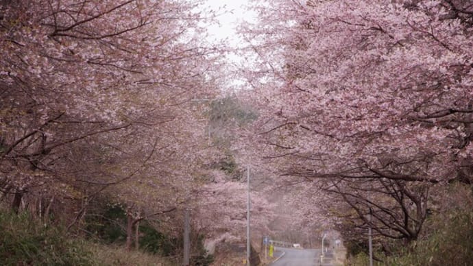 大漁桜 満開です