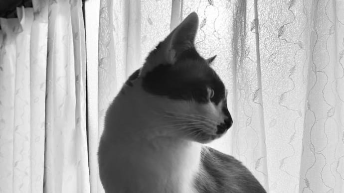 愛しい猫
