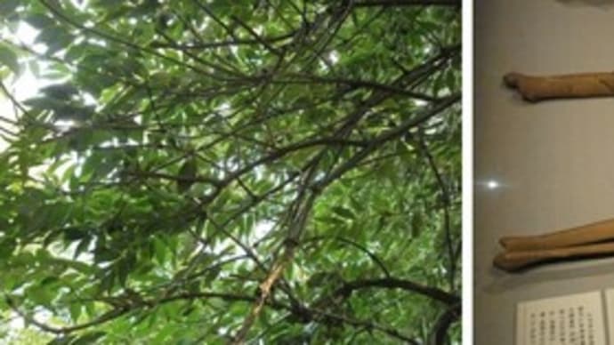 枕詞「山たづの」について