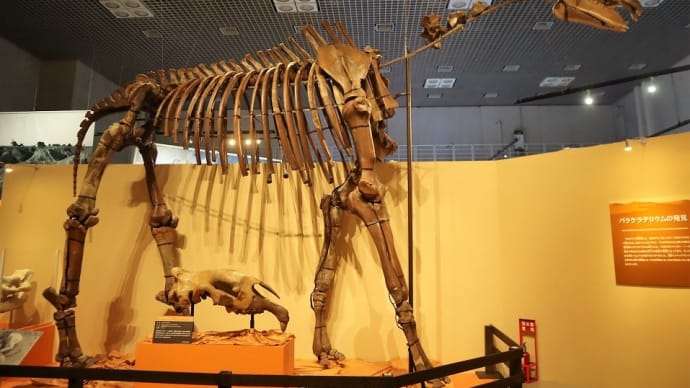 国立科学博物館で、『化石ハンター展 ゴビ砂漠の恐竜とヒマラヤの超大型獣』を観ました。