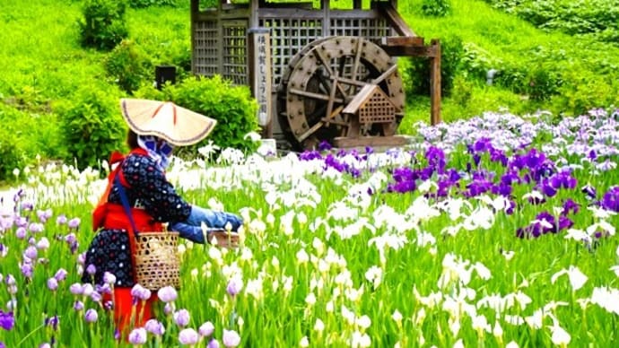 「花しょうぶまつり」/横須賀しょうぶ園