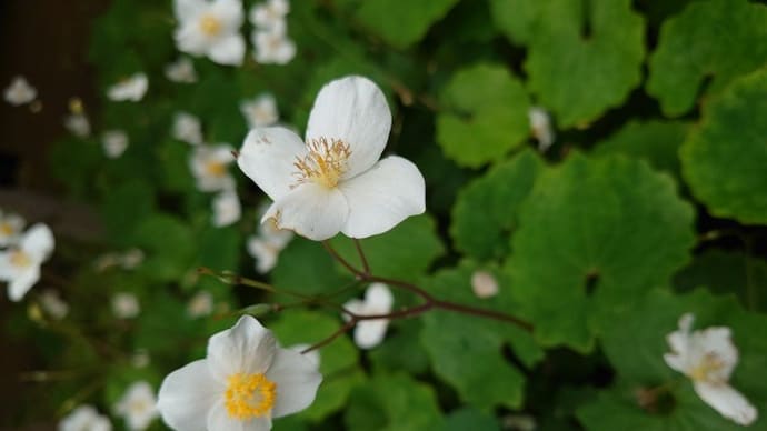 シラユキゲシ(白雪罌粟)・ゲンゲ(蓮華)・アカバナユウゲショウ(赤花夕化粧)・トウバナ(塔花)・キバラゴマダラヒトリ・キバラカメムシ・水生昆虫・俳句鑑賞