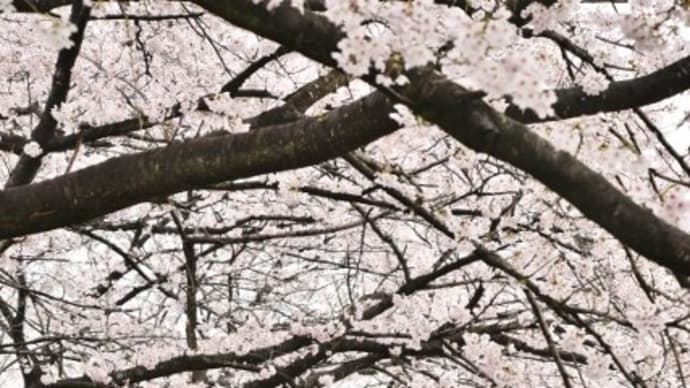 小雨もでも桜が見頃です