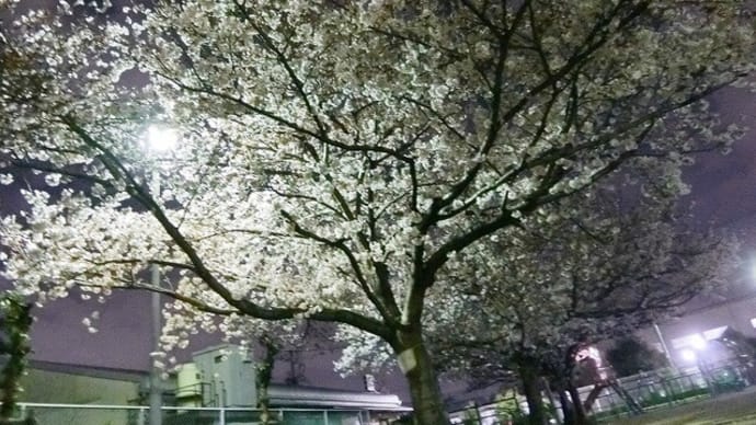 夜桜ってfantastic!