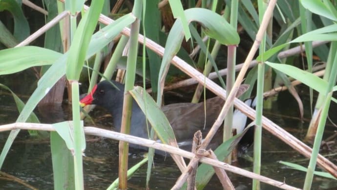 バン~夏限定かな?