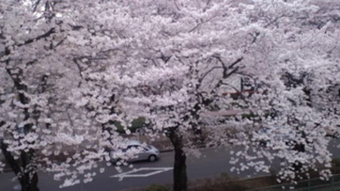 立川市立泉体育館前の桜
