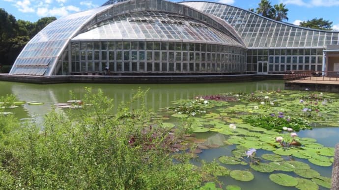 今が満開、熱帯スイレン~京都府立植物園2024/9下旬(3)