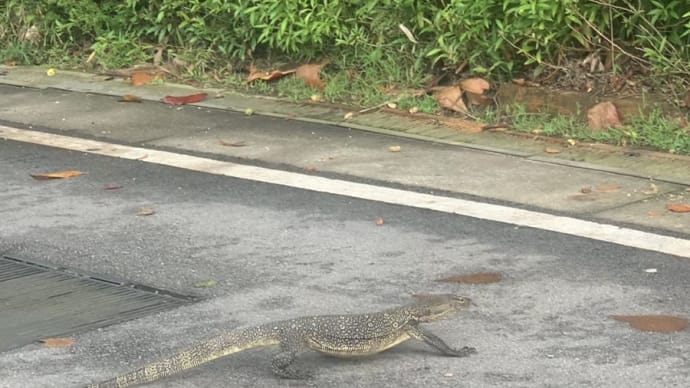 Sentosa で怪獣に遭遇?