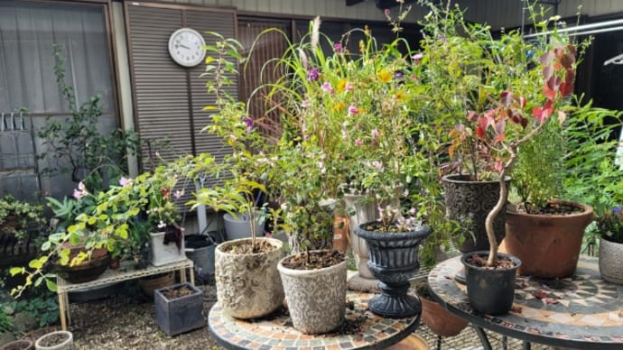 秋の花々