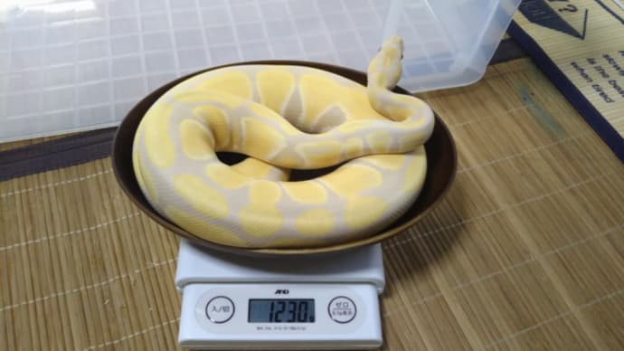明け方、コロンちゃんが脱皮しました^^