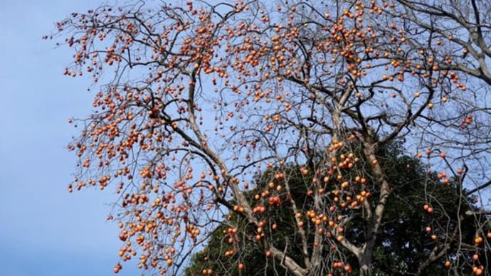 里道の柿の木