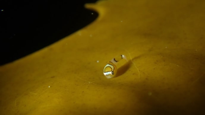 魚ネタネタが増えてきました