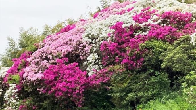 野の花、庭の花
