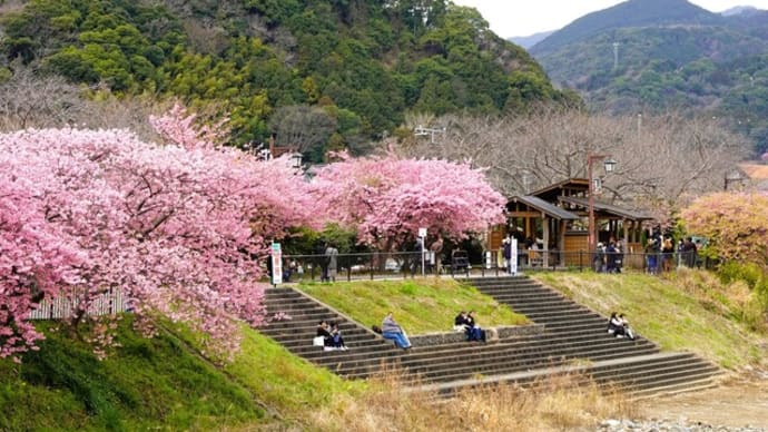 Kawazu cherry blossoms☆河津町・静岡県