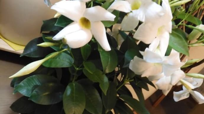 GWは植物三昧