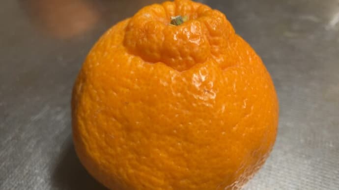 デコポン・不知火 -くだもの2024-