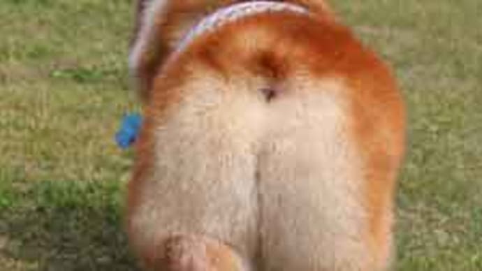 チャッピーの萌え・・