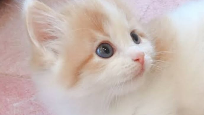 おはようございます🐱
